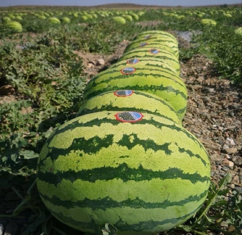 【推荐】宁夏硒砂瓜代办包熟包甜耐运输供应市场商超量大从优