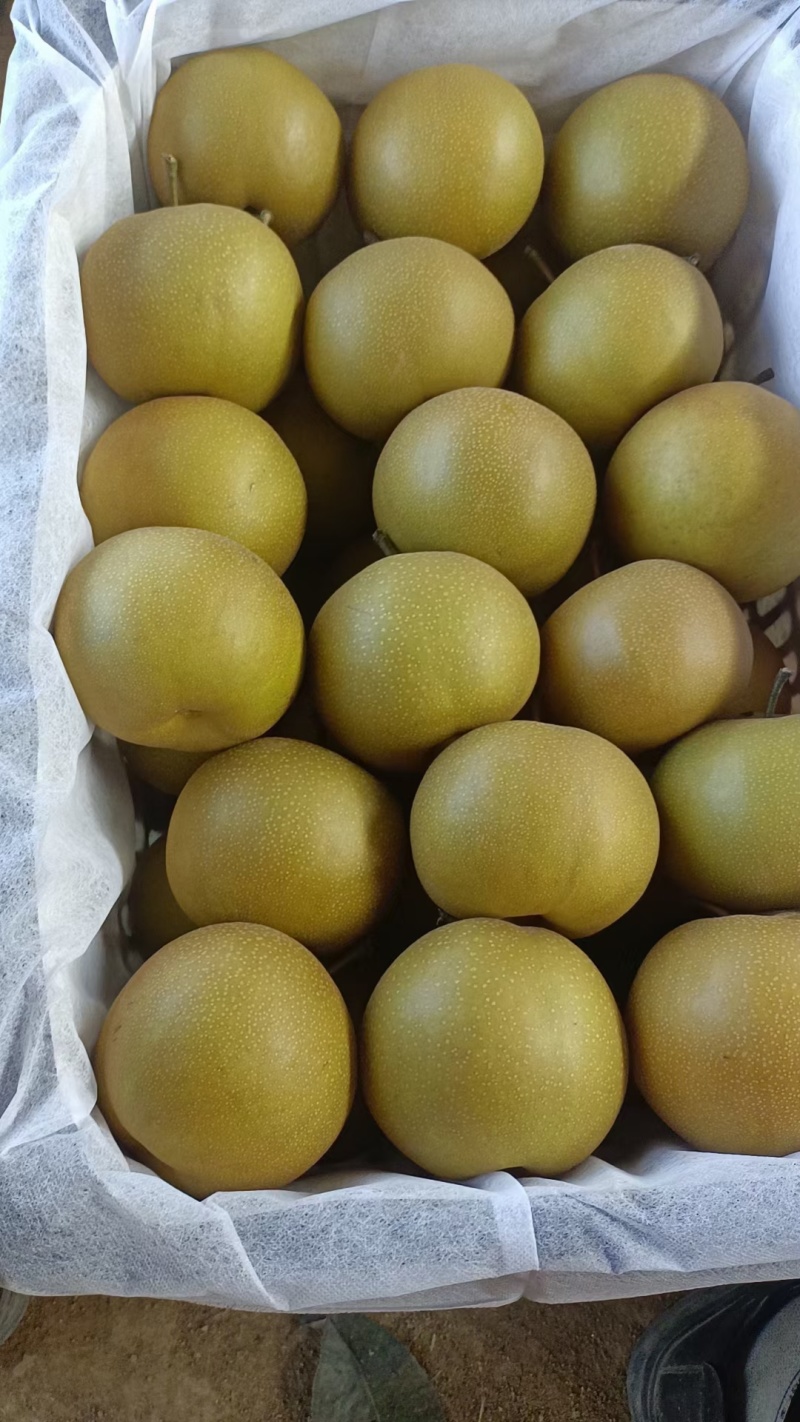 圆黄梨，皇冠梨，山区种植甜度高，量大从优