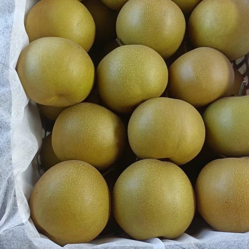 圆黄梨，皇冠梨，山区种植甜度高，量大从优