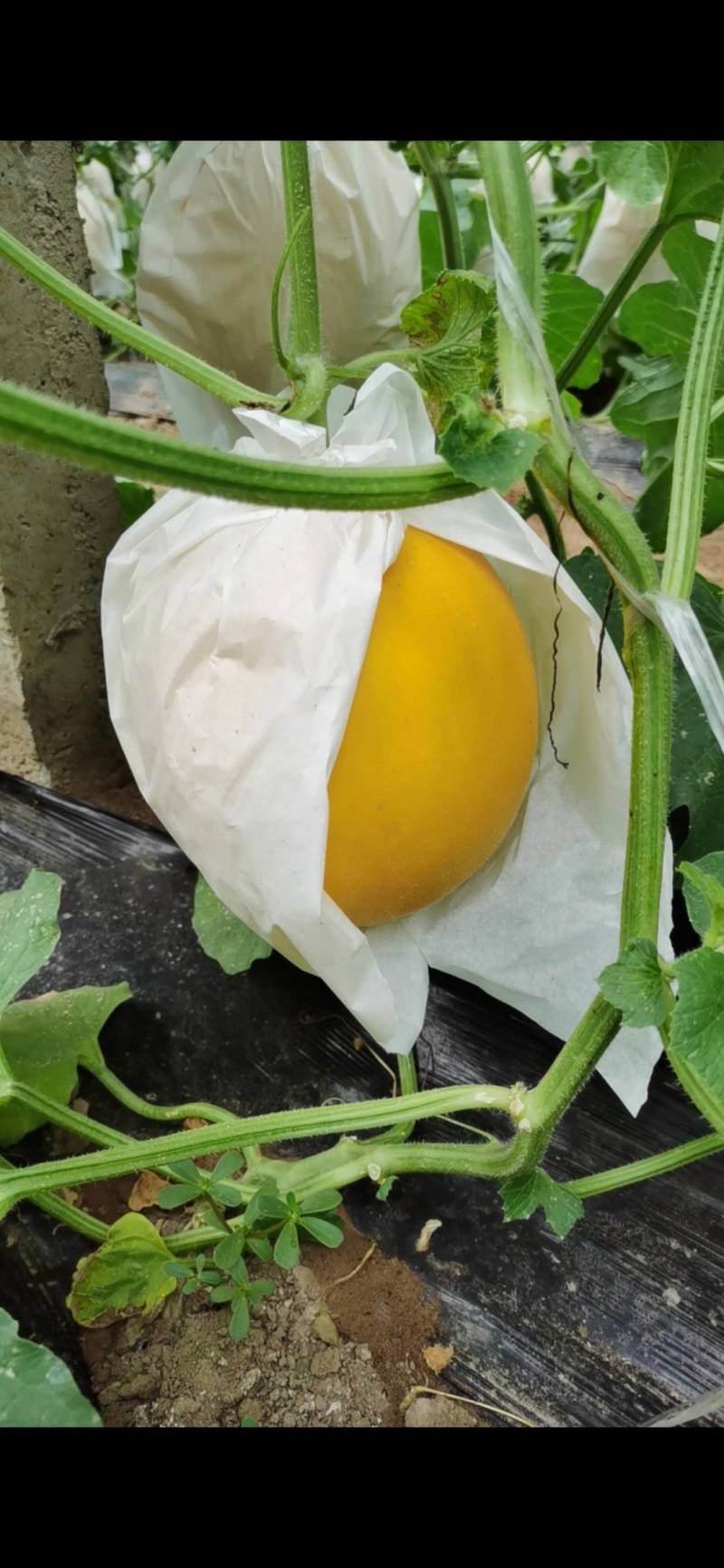 久红瑞甜瓜