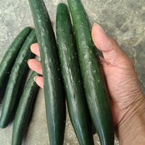 黑油皮黄瓜—产地直发—质优价廉—高品质低价格