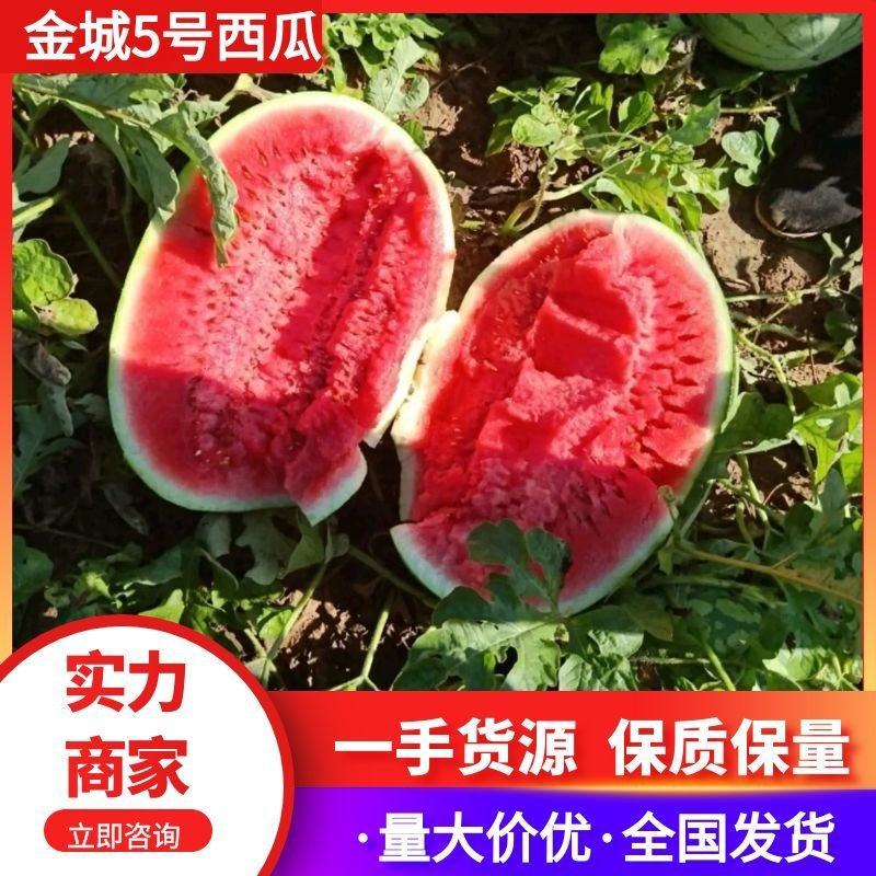 【推荐】宁夏金城5号西瓜，实力代办，供应市场商超，耐运输