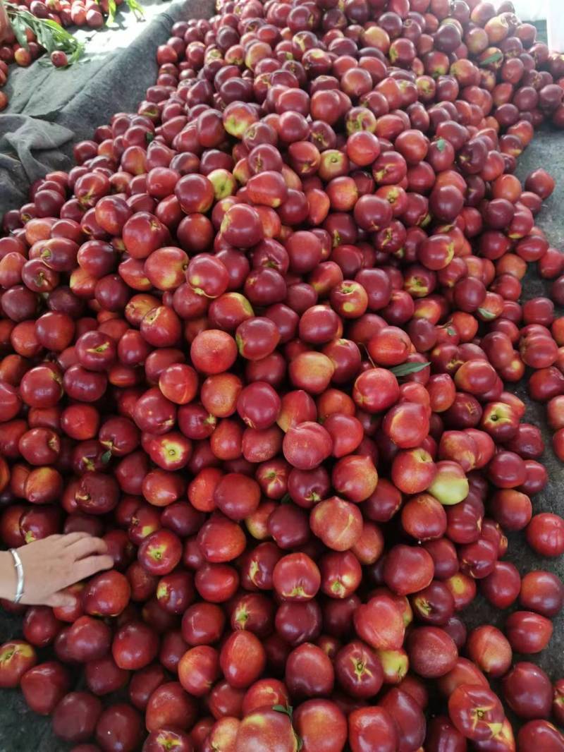 砀山精品油桃，毛桃，突围，露天油桃，中油4号，48油桃