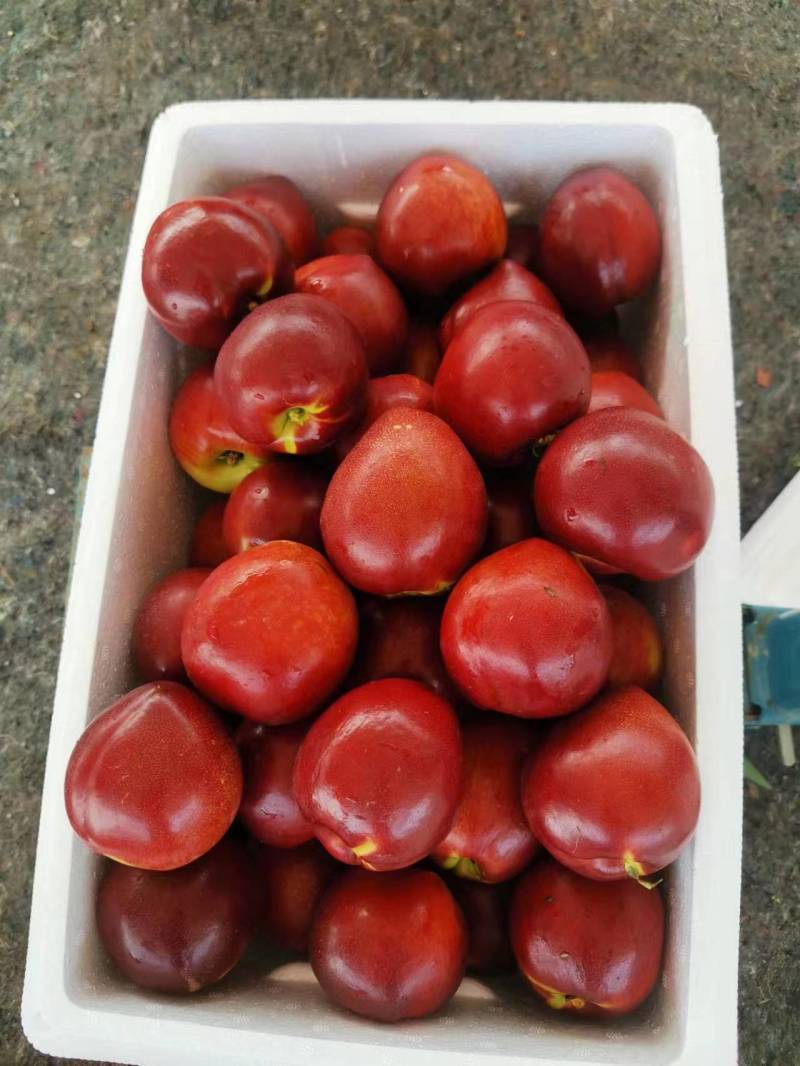 砀山精品油桃，毛桃，突围，露天油桃，中油4号，48油桃