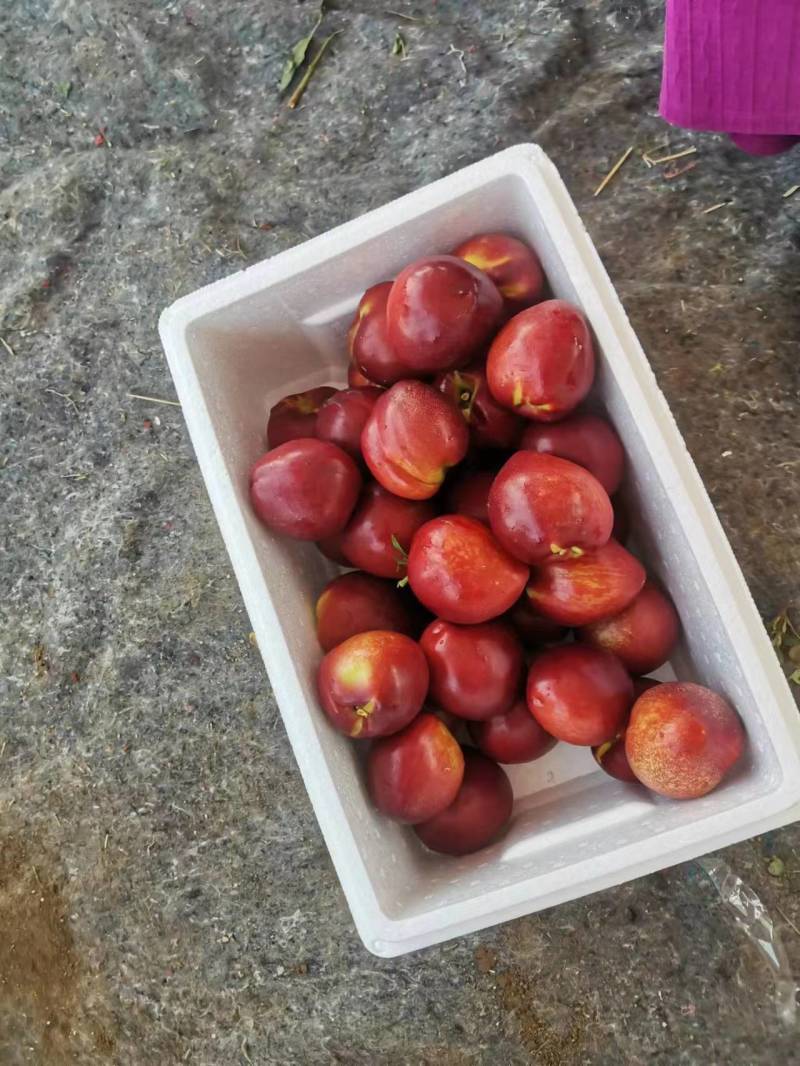 砀山精品油桃，毛桃，突围，露天油桃，中油4号，48油桃