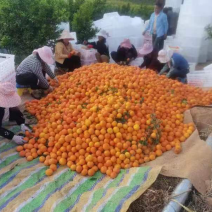 沃柑，大量上市产地直供，欢迎沟通