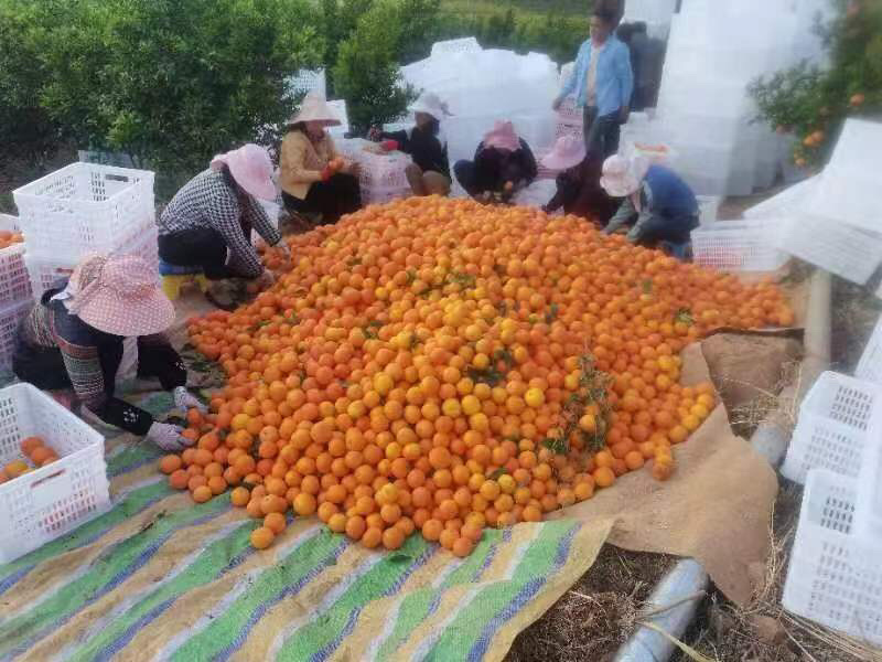 沃柑，大量上市产地直供，欢迎电话联系沟通