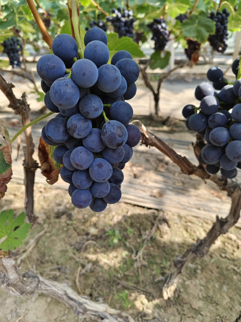 夏黑葡萄大量上市中产地直发新鲜采摘对接全国，