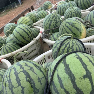 果形好，甜度高，大棚西瓜