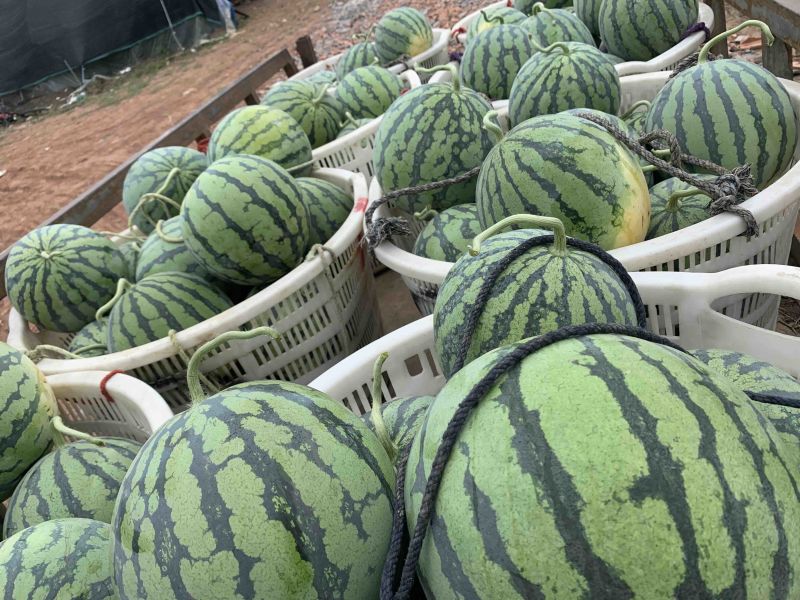 果形好，甜度高，大棚西瓜