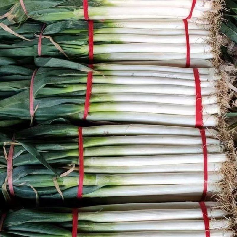 河北邯郸精品钢葱基地直发质量保证量大优惠