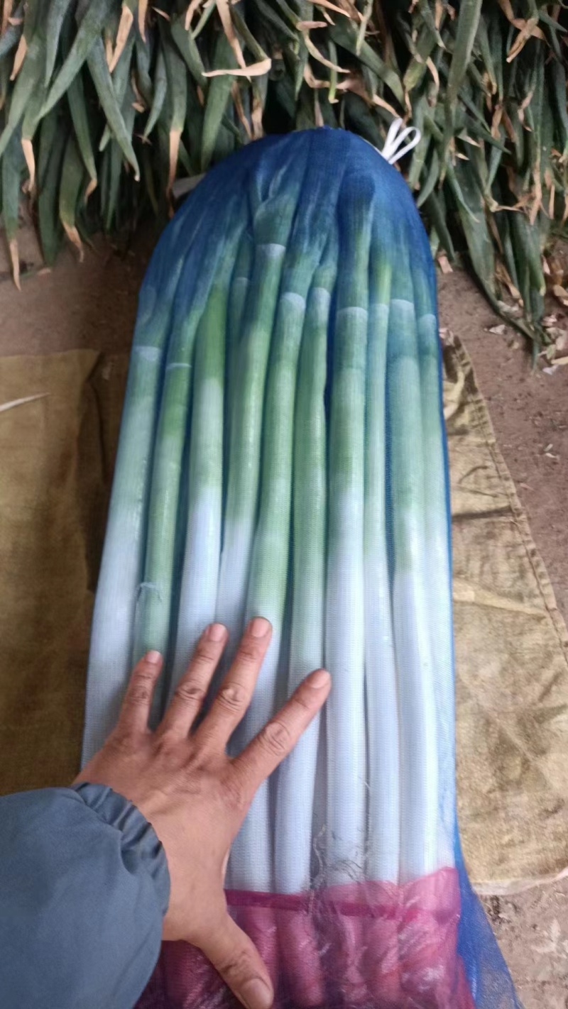 河北邯郸精品钢葱基地直发质量保证量大优惠