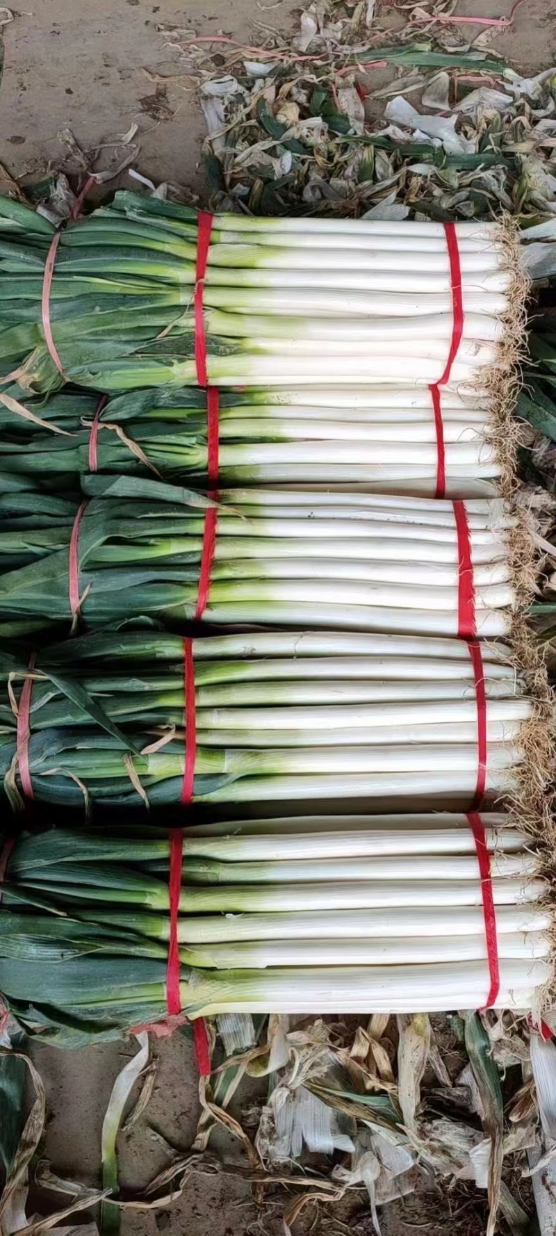 河北邯郸精品钢葱基地直发质量保证量大优惠