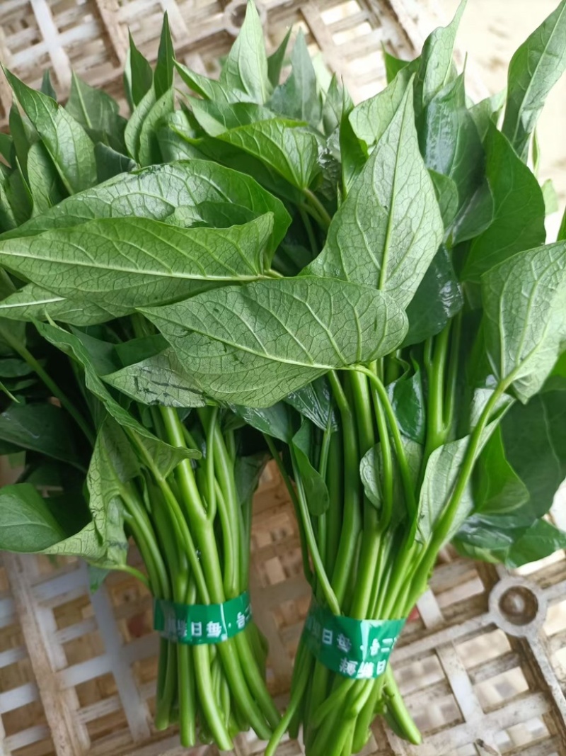 新鲜芍尖一手货源