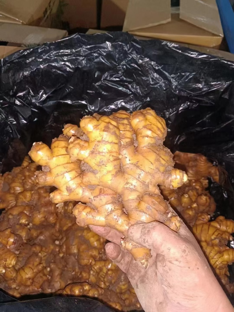 贵州高原黄瓜