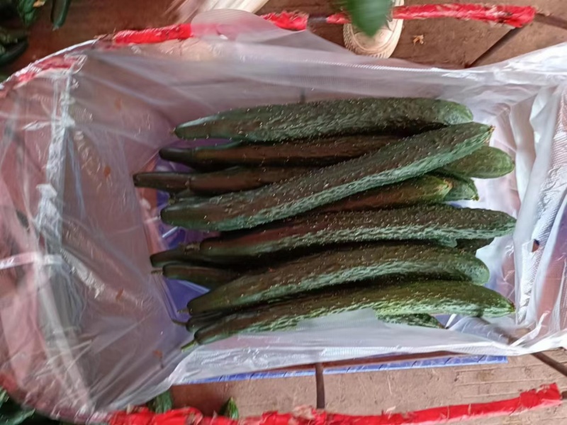 贵州高原黄瓜