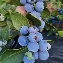莱克西灿烂蓝莓，贵州麻江露天种植蓝莓批量大货