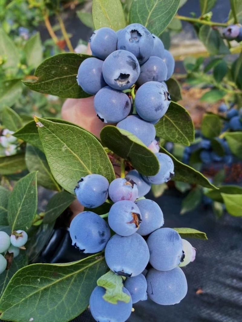 莱克西灿烂蓝莓，贵州麻江露天种植蓝莓批量大货