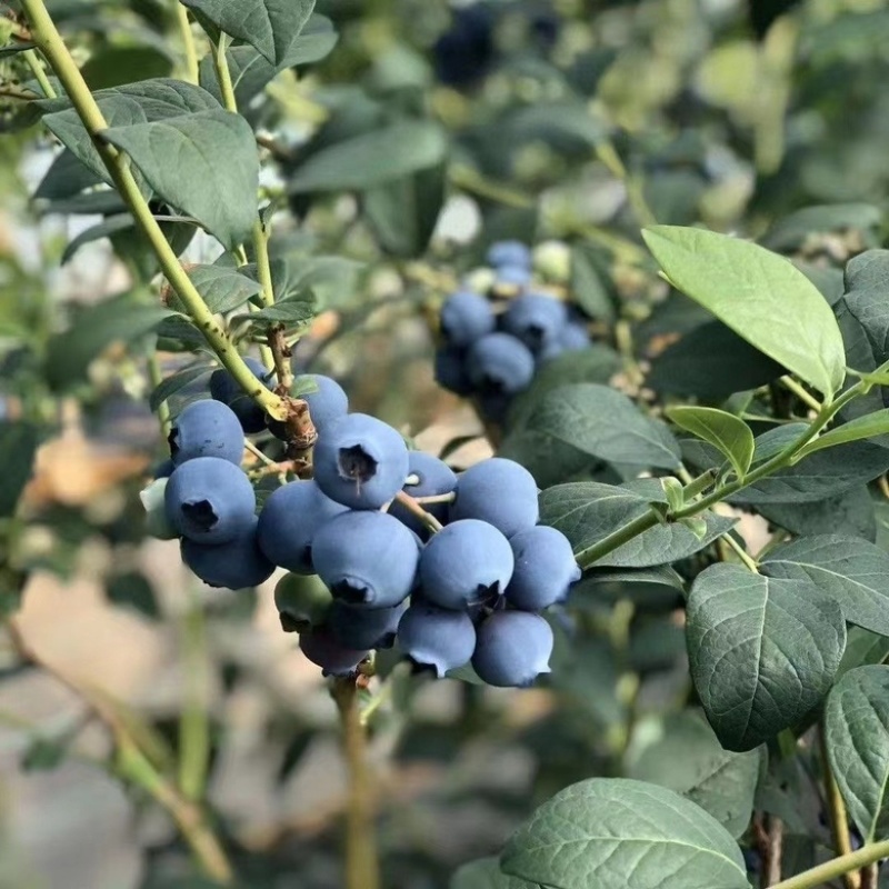 莱克西灿烂蓝莓，贵州麻江露天种植蓝莓批量大货