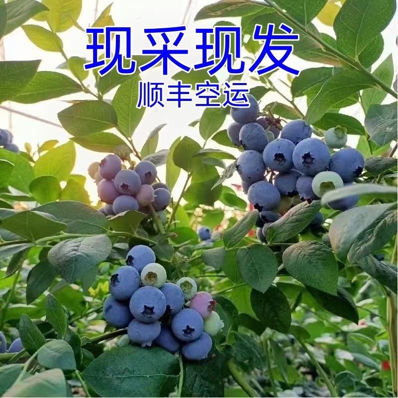 莱克西灿烂蓝莓，贵州麻江露天种植蓝莓批量大货