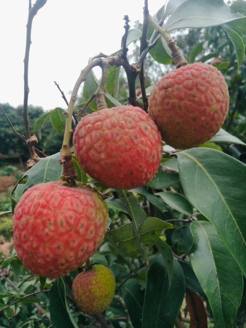 荔枝，基地供应大量供应，欢迎电话联系沟通洽谈业务