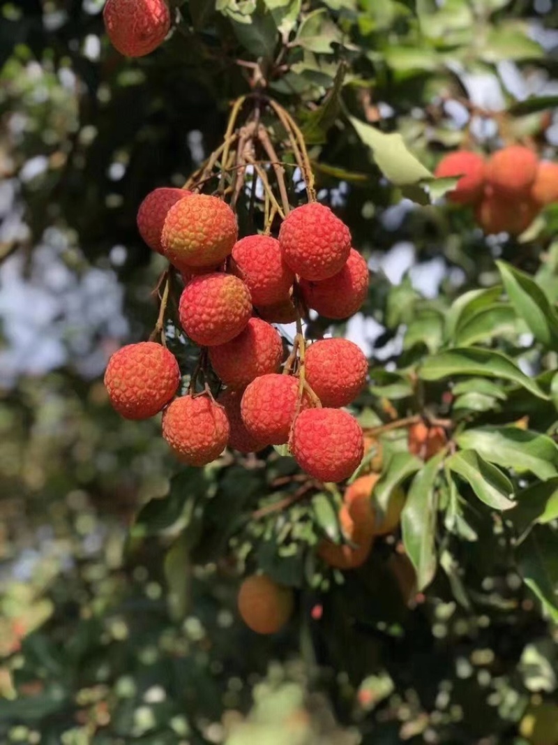 荔枝，基地供应大量供应，欢迎电话联系沟通洽谈业务