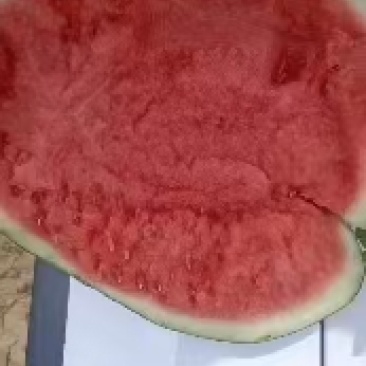 商丘大西瓜美都西瓜甜王甜如初恋皮薄水多产地直发一手货源