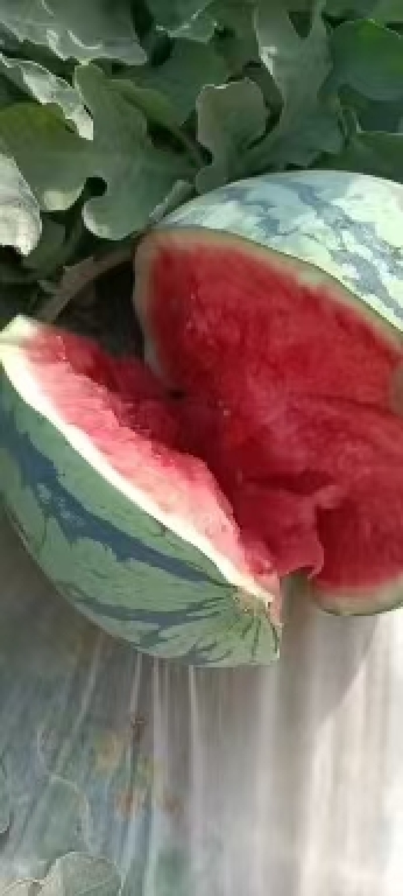 商丘大西瓜美都西瓜甜王甜如初恋皮薄水多产地直发一手货源