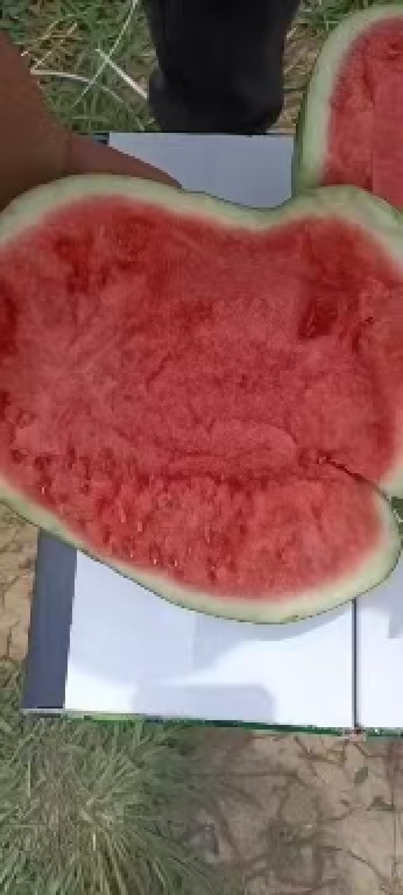 商丘大西瓜美都西瓜甜王甜如初恋皮薄水多产地直发一手货源