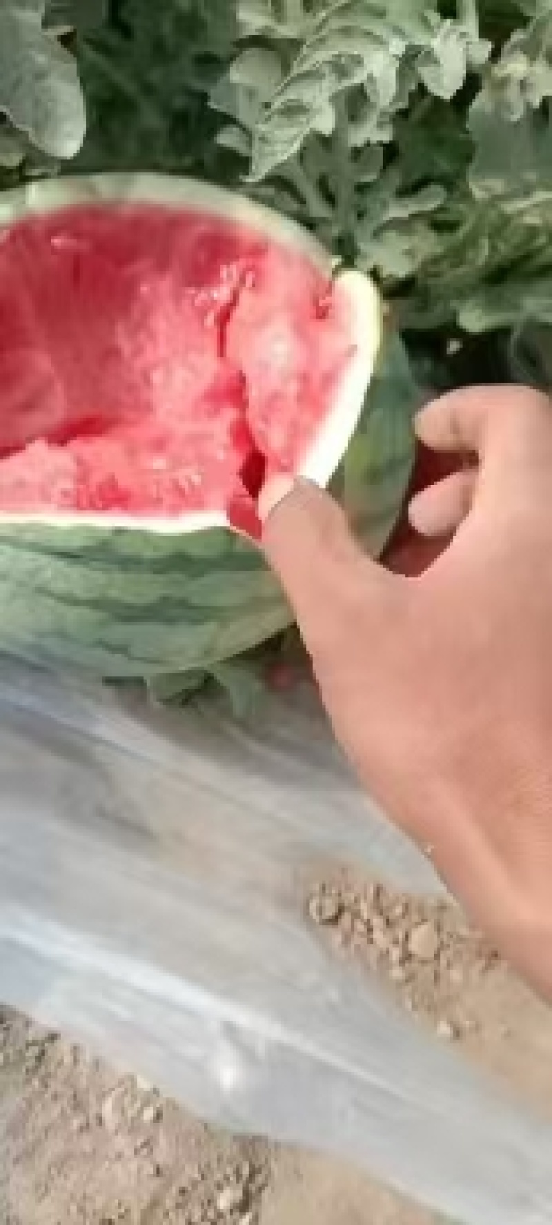 商丘大西瓜美都西瓜甜王甜如初恋皮薄水多产地直发一手货源