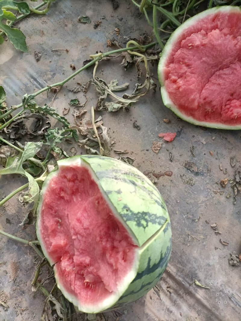 商丘大西瓜美都西瓜甜王甜如初恋皮薄水多产地直发一手货源