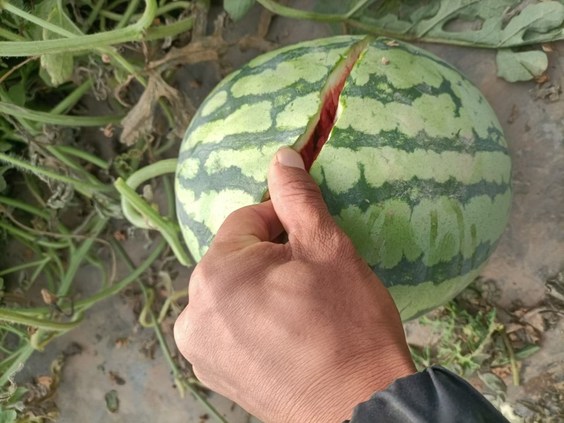 商丘大西瓜美都西瓜甜王甜如初恋皮薄水多产地直发一手货源
