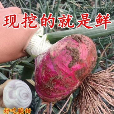 【地头价】河南紫皮洋葱物美价廉品质保障可视频看货