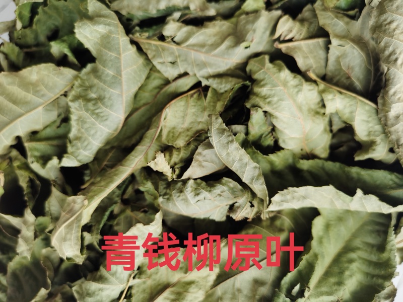 品牌晾干青钱柳原叶青钱柳甜茶正品青钱柳金钱柳中药材叶子
