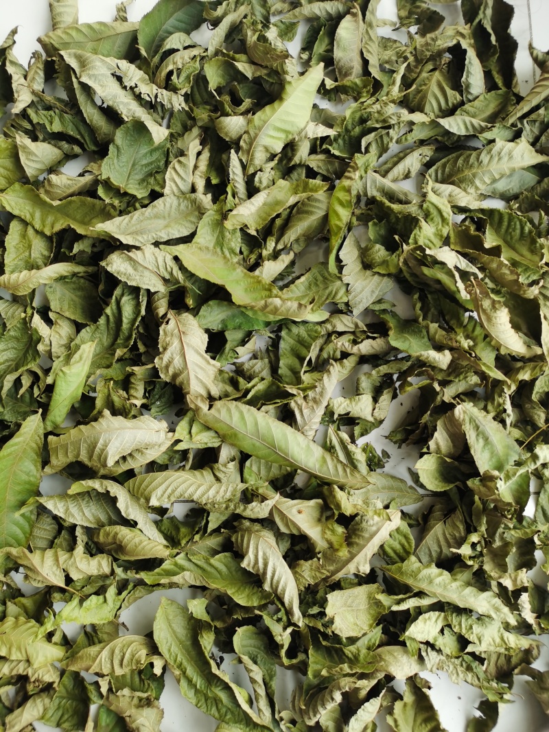 品牌晾干青钱柳原叶青钱柳甜茶正品青钱柳金钱柳中药材叶子