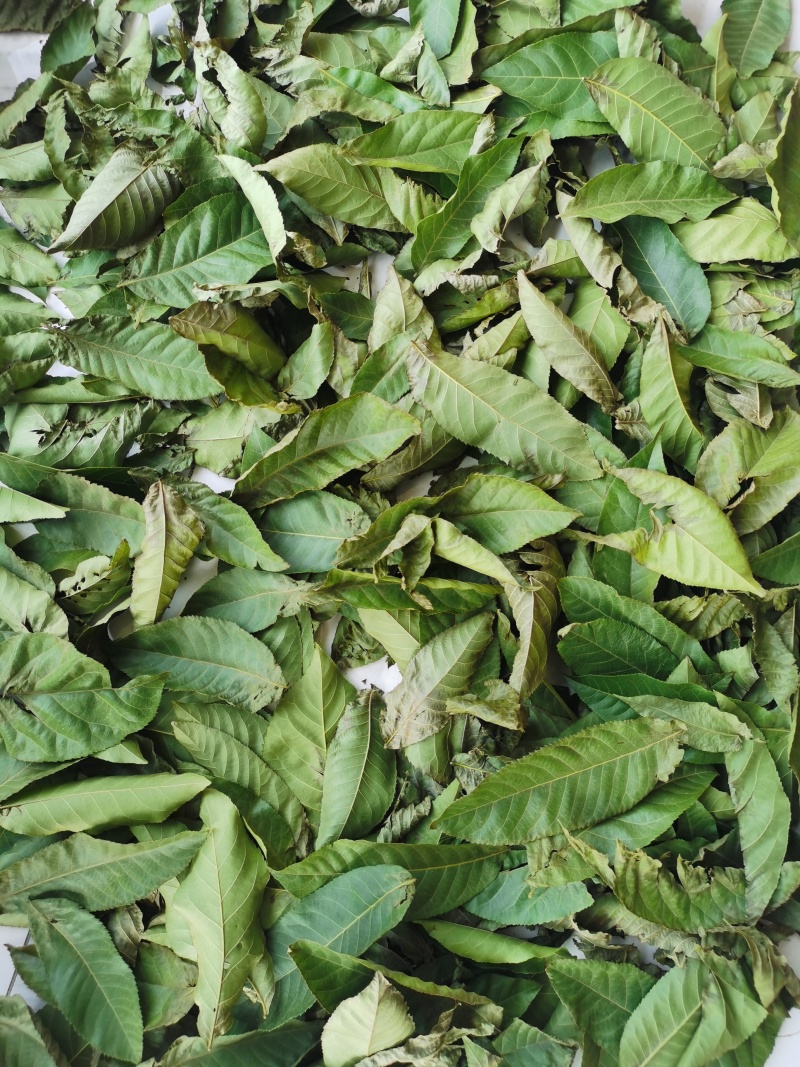 品牌晾干青钱柳原叶青钱柳甜茶正品青钱柳金钱柳中药材叶子