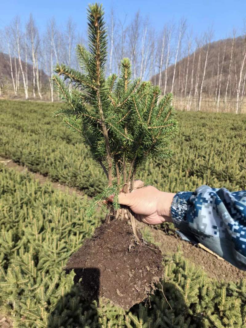 云杉杯苗小苗定植苖规格全价格合理