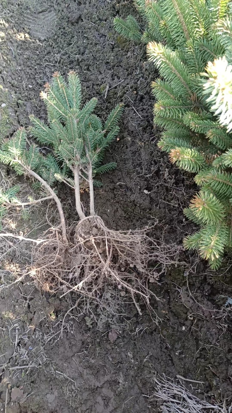 云杉杯苗小苗定植苖规格全价格合理