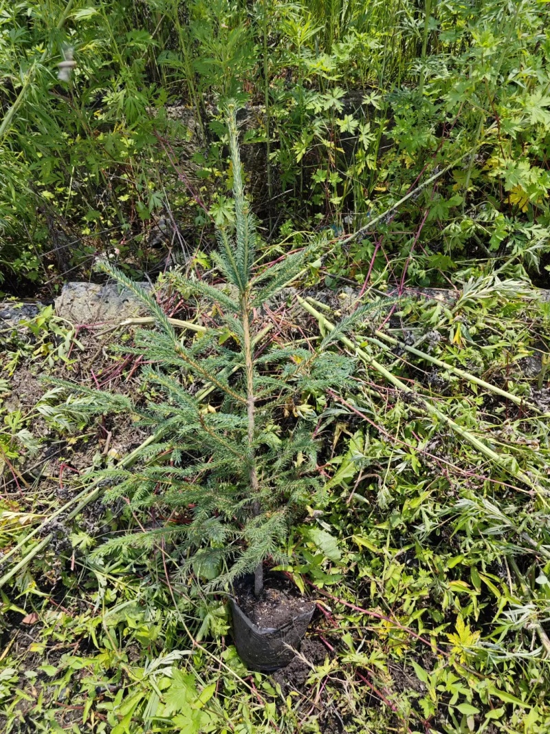 云杉杯苗小苗定植苖规格全价格合理