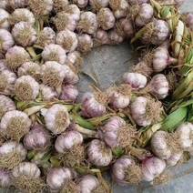 植葆稼，金蒜红，太空蒜种