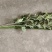 新鲜艾草