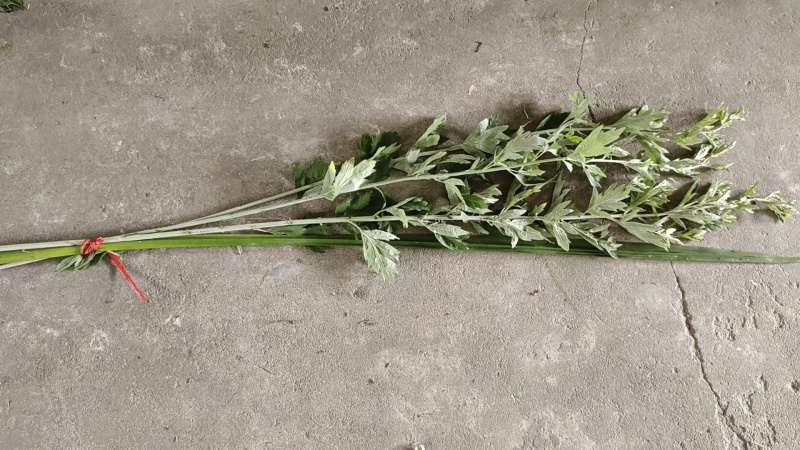 新鲜艾草