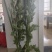 新鲜艾草