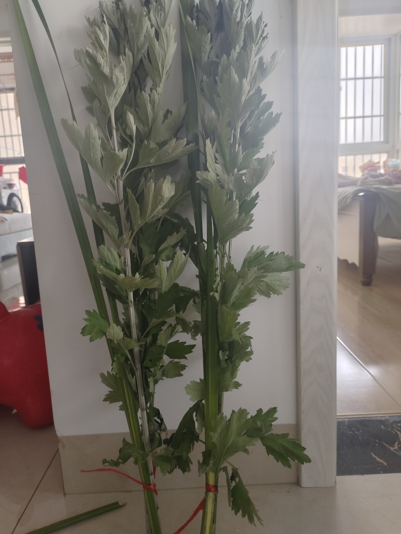 新鲜艾草
