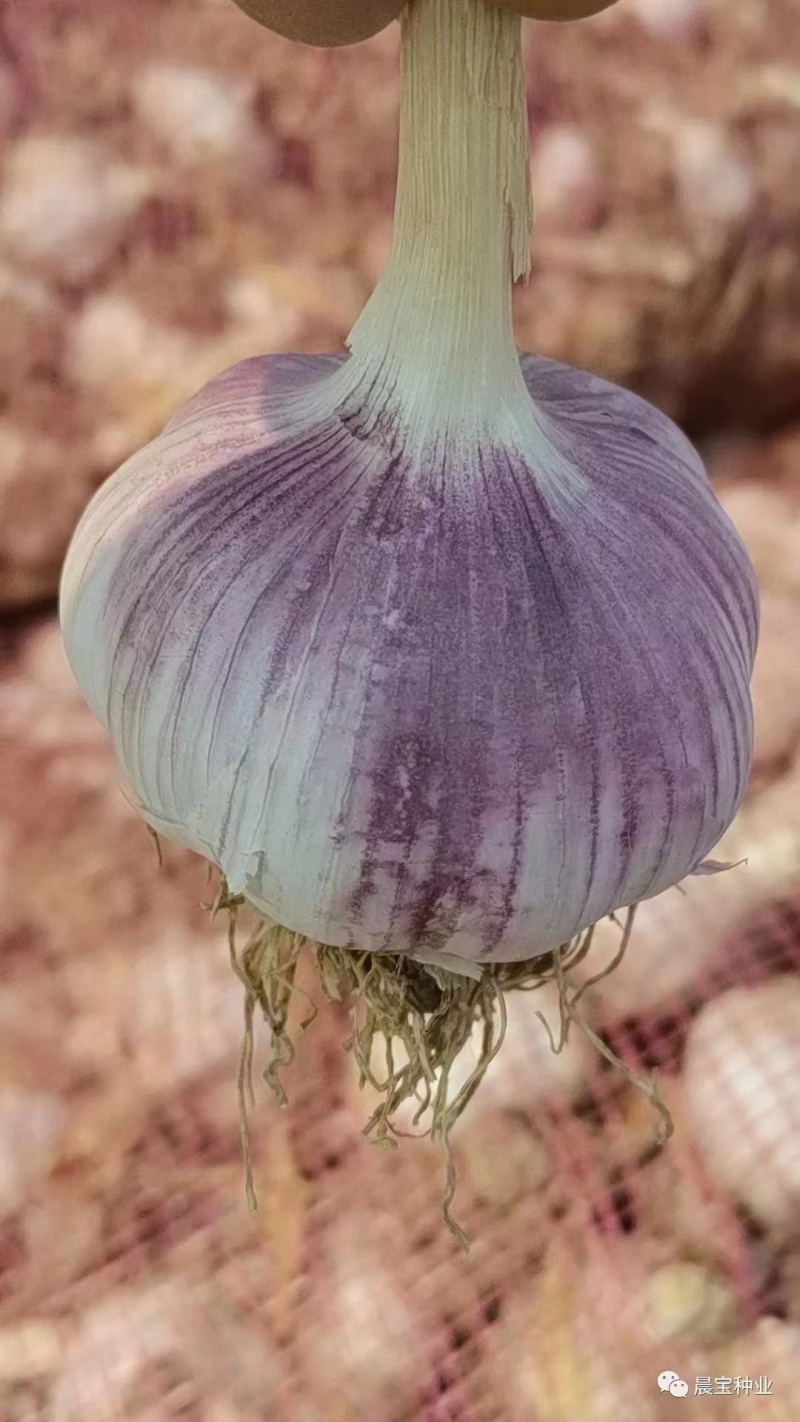 植葆稼，金蒜红，太空蒜种