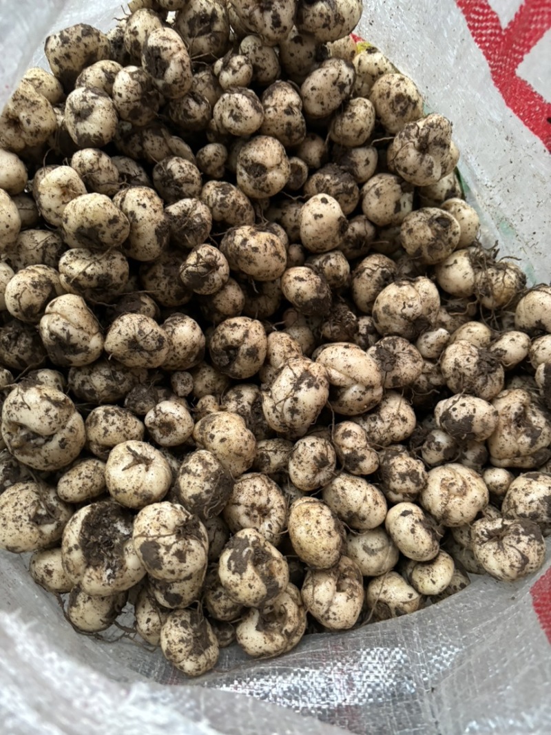 湖北贝母基地，一手货源，货量充足，质量保证视频看货