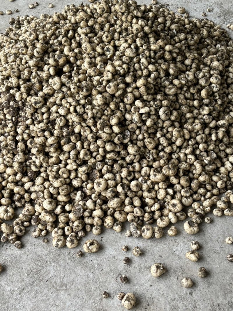 湖北贝母基地，一手货源，货量充足，质量保证视频看货