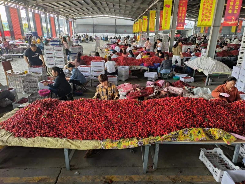 陕西大樱桃红灯笼樱桃大量有货肉多核小可甜可甜产地直发