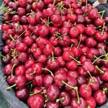 陕西大樱桃红灯笼樱桃大量有货肉多核小可甜可甜产地直发