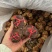 陈皮广东新会老陈皮5年到20年老陈皮源头直供